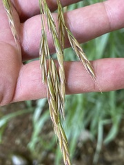 Bromus ramosus