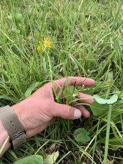 Packera dimorphophylla intermedia