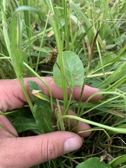 Packera dimorphophylla intermedia