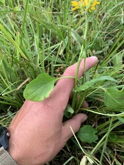 Packera dimorphophylla intermedia