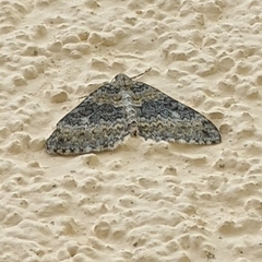 Entephria cyanata