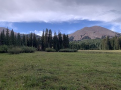 Packera dimorphophylla intermedia