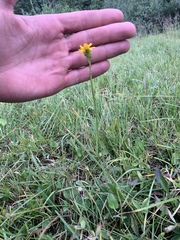 Packera dimorphophylla intermedia