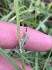 Packera dimorphophylla intermedia