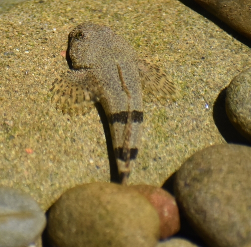 Torrent Sculpin