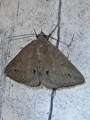 Argyrostrotis flavistriaria
