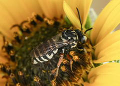 Triepeolus helianthi