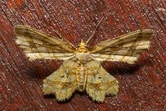 Fritillerinnys clathraria