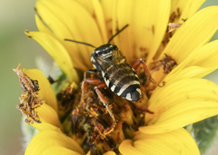 Triepeolus helianthi