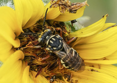Triepeolus helianthi