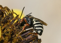 Triepeolus helianthi