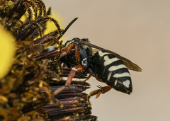 Triepeolus helianthi