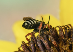 Triepeolus helianthi