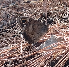 Hipparchia statilinus