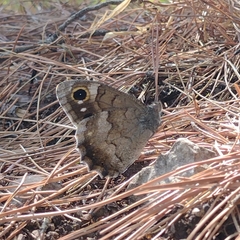 Hipparchia statilinus