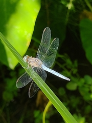 Orthetrum coerulescens