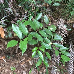 Cinnamomum osmophloeum