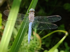 Orthetrum coerulescens