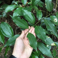Cinnamomum osmophloeum