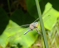 Orthetrum coerulescens