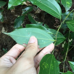 Cinnamomum osmophloeum