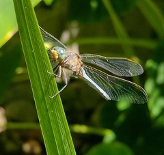Orthetrum coerulescens