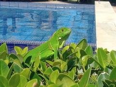 Iguana iguana