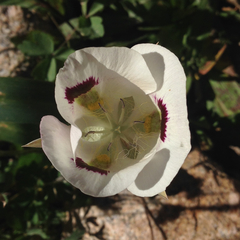 Calochortus eurycarpus