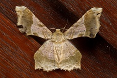 Krananda oliveomarginata