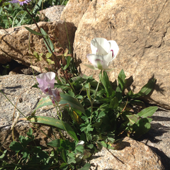 Calochortus eurycarpus