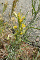 Ericameria discoidea