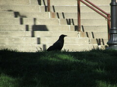 Corvus brachyrhynchos