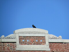 Corvus brachyrhynchos