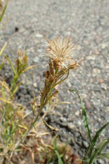 Ericameria discoidea