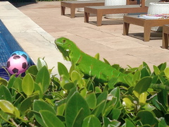 Iguana iguana