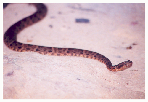 Bothrops atrox