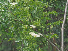 Thunbergia dregeana
