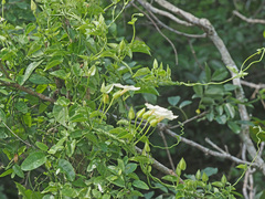 Thunbergia dregeana