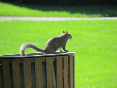 Sciurus carolinensis