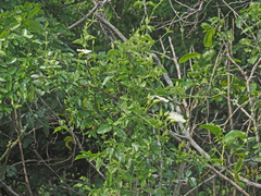 Thunbergia dregeana