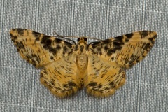 Monocerotesa strigata