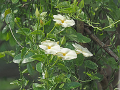 Thunbergia dregeana