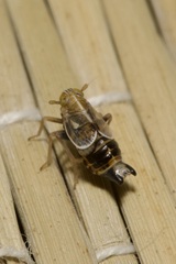 Dicranotropis hamata