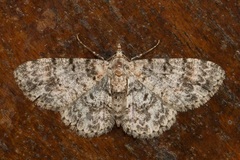 Myrioblephara simplaria