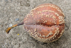 Monilinia fructigena