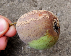 Monilinia fructigena
