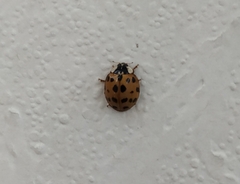 Harmonia axyridis