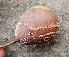 Monilinia fructigena