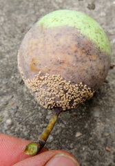Monilinia fructigena
