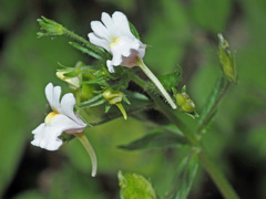 Nemesia silvatica